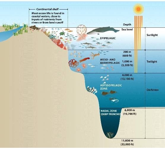 ecosistema marino